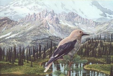 "Tipsoo Camp Robber" oil painting of a Clark's Nutcracker